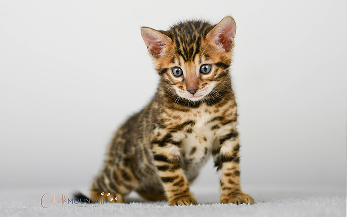 Bengal kitten for sale